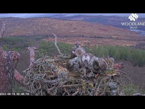 Comedy on Loch Arkaig Osprey nest 2: Louis forgets he’s got a fish in foot while mating 16 Apr 2022