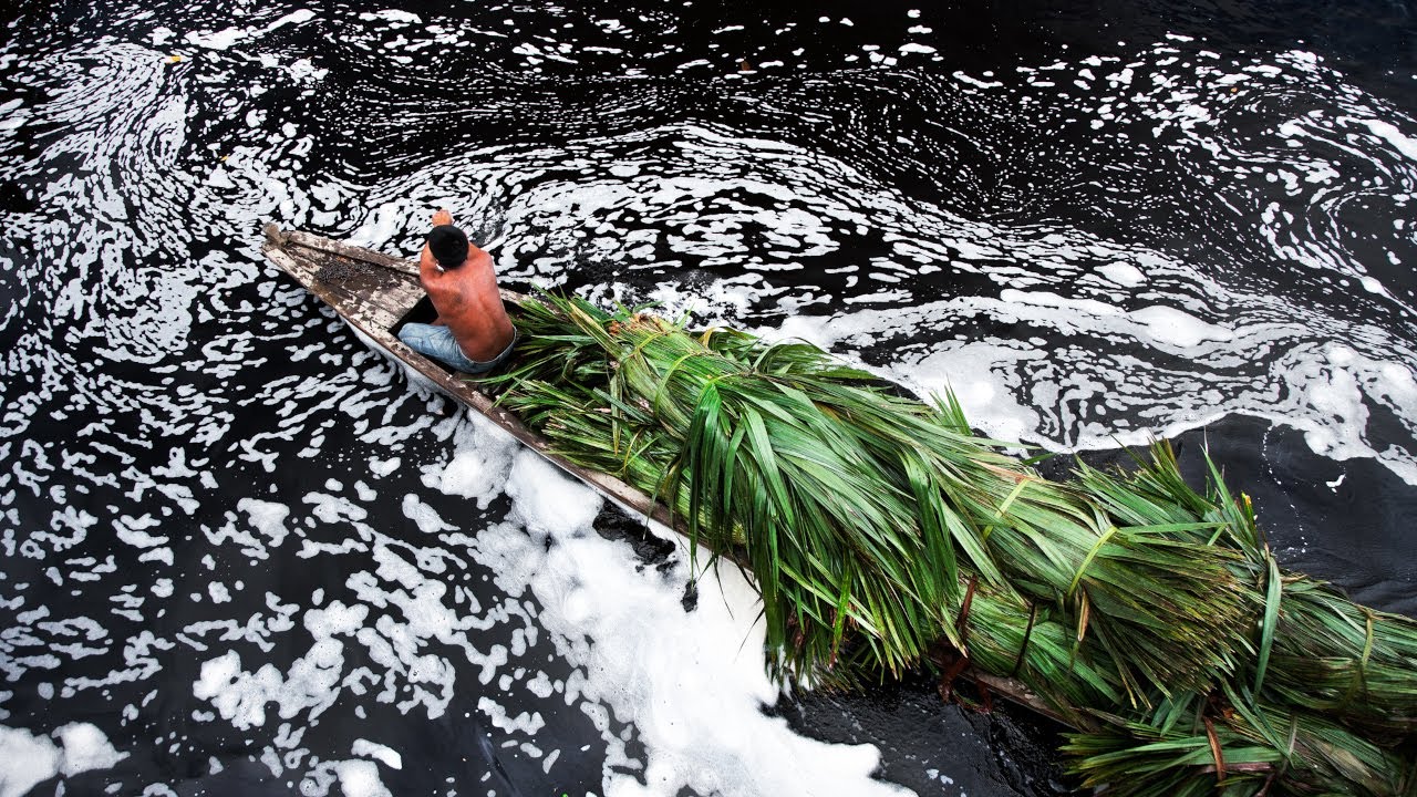 Bioeconomy for the Amazon rainforest