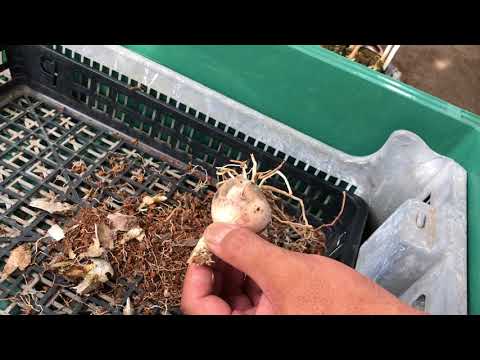 ガラスの中の球根: こうやって植物を育てます トピックス