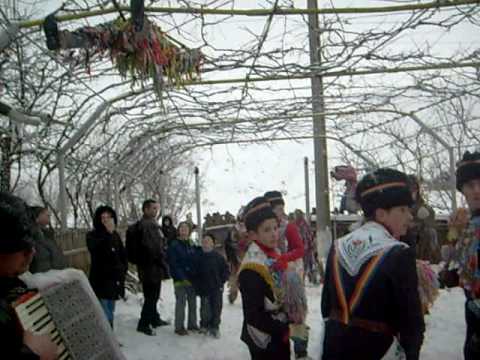 capra bahnaseni - suie tapul in pod 2008