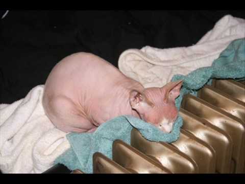 Video Marketing Example: Sphynx Cat Blog Post to Video