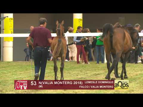 Show AQPS Ouest 2018 : Lot 53 - N (VALIA MONTERG 2018)