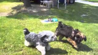 Tibet Terrier am Gardasee 2011