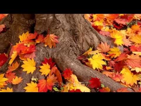 Framepool - Autumn / Lithia Park / Ashland / USA | Framepool