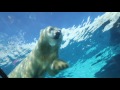 Detroit Zoo Cold Play 2016 Polar Bears