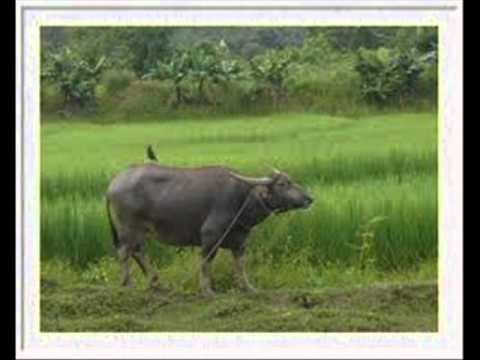 ข้ามันลูกทุ่ง - ม.ฤทธิ์เต็ม