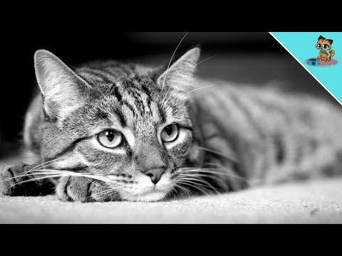 5 Signs That A Cat Is Lonely (NEVER IGNORE)