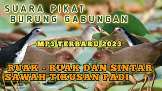 Download lagu Suara pikat burung campuran burung ruak ruak dan sintar tikusan sawah [] Bird trap mp3