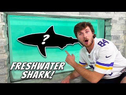 Buying FRESHWATER SHARKS for My 8,000G Indoor Pond!