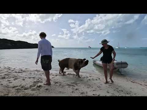 Pig Beach