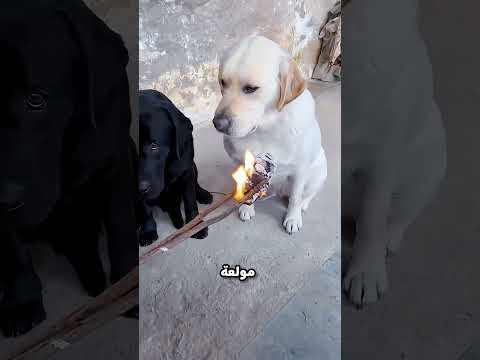 صحبه كان عايز يضحك عليه بس معرفش#viral