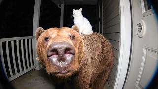 QUANDO SEU ANIMAL DE ESTIMAÇÃO TRAZ UM AMIGO PARA CASA