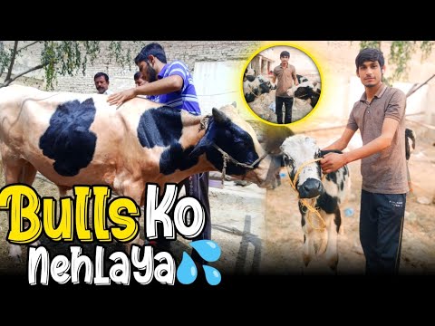 itni grmi 🥵 main Bulls 🐂 ko Nehlaya --Ot new bull farm ka tour bhi Kiya aj 😁 || Desi Farm Vlog ||...
