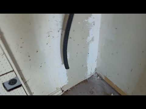 German Cockroaches Stop Renovations in Bayville, NJ