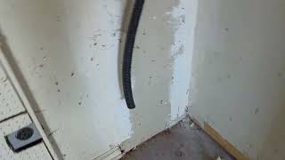 Watch video: German Cockroaches Stop Renovations in Bayville, NJ