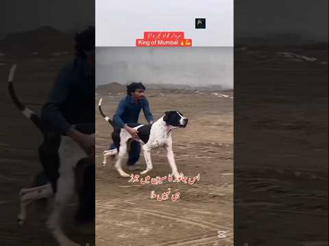 👑 King of MUMBAI 💪 #dog #pet #animal #doglover #pakistanibully #shorts #ytshorts #viral #trending