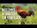 The 15 Best Types of Roosters for Your Flock