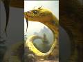 Big Snake Shorts Snakevide Owl Snake Bigsnake Watersnake Snakevideo Wowamazing Animals