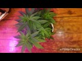 Flower update / one way to ship clones for cheap check it out