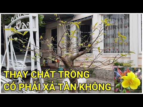 🔴 QBS22138 - THAY ĐẤT CÂY MAI CÓ PHẢI XẢ TÀN KHÔNG | CÂY MAI RA CHỒI NON CÓ THAY ĐẤT ĐƯỢC KHÔNG