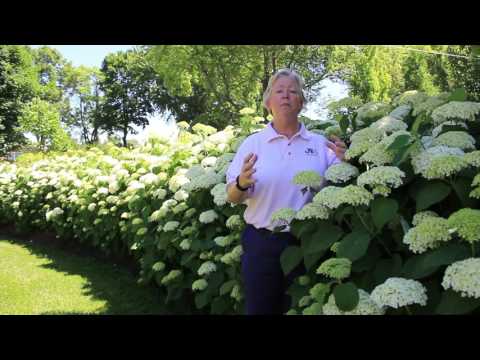 In The Nursery: Hydrangea Incrediball