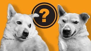 WE CLONED BENSON? - Open Haus #156