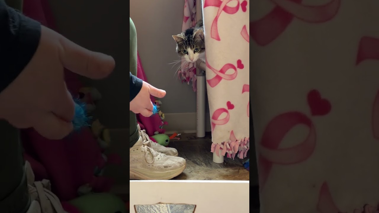 Gigi, a Adoptable Domestic Short Hair in Grand Rapids, MI video 6/6