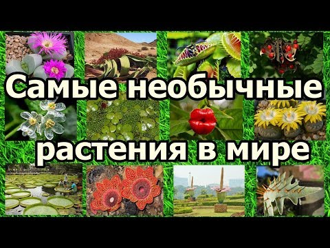 Самые необычные растения в мире.