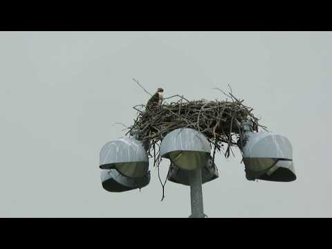 Osprey fledgling takes off from nest July 18, 2017