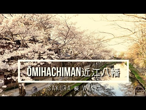 Visit Ōmihachiman 近江八幡を訪ねて | Sakura Cherry Blossom Walk 桜散歩　4K