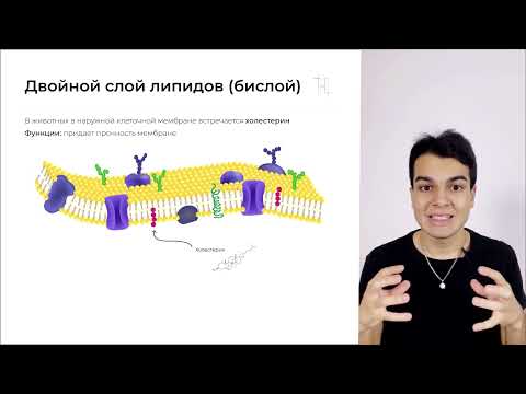 Строение клетки №1 - видео-урок (Асиф)