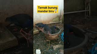 Download lagu ternak burung mandar dan burung ruak²😱 mp3 Download lagu ternak burung mandar dan burung ruak²😱 mp3