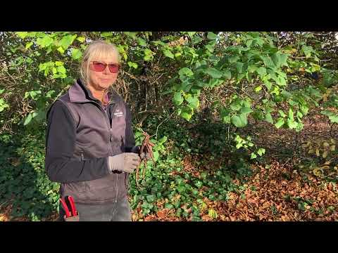 PLANTERA PIONRÖTTER - tips och råd