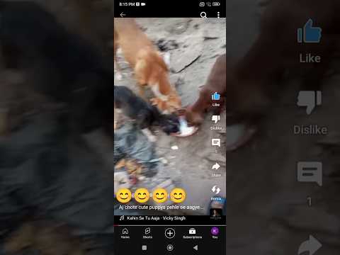 puppys #shorts #ytshorts #dog #doglover #animals