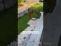 Extremely Loud Kitten Calls for Its Mom to Come Back #Shorts - Inside Edition Extremely Loud Kitten Calls for Its Mom to Come Back #Shorts