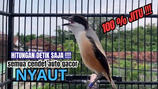 Download lagu cendet gacor JITU FULL MATERI,, PANCINGAN CENDET AGAR BUNYI bikin BURUNG PENTET GACOR RAJIN BUNYI mp3