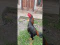 Ayam Muda Kokok Ayam Pukul Kuat Kalian Lebih Suka Pukul Badan Atau Pukul Kepala Komen Ya