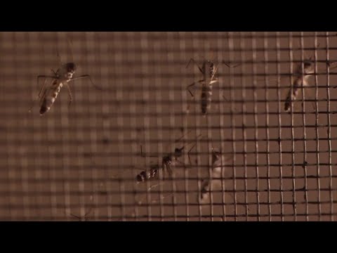 Scientists Fear Climate Change Is Worsening the Spread Of West Nile Virus