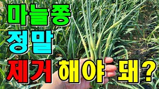 마늘쫑뽑기 마늘크게키우는 방법 정말 마늘쫑을 뽑으면 마늘이 클까요?확인해 볼께요