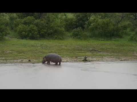 Djuma: Hippo leaves the dam - 17:53 - 12/31/21