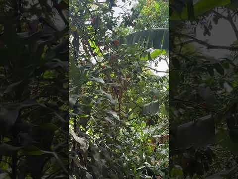 Chalé o alemão . Ubajara Ceará