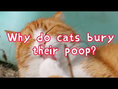 Why do cats bury their poop?