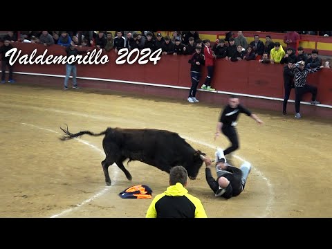 Valdemorillo 2024 Encierro y Capea con Toros Bravos de Ganadería Nuñez del Cubillo