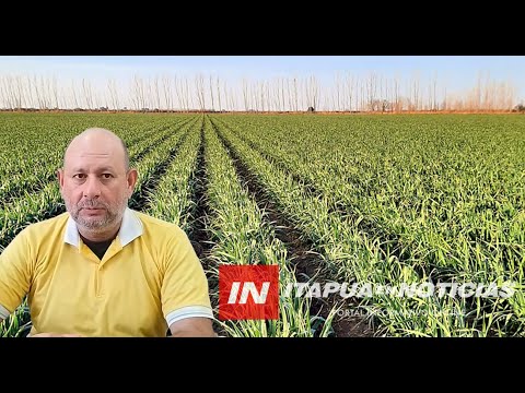 INTENDENTE DE GRAL. ARTIGAS BUSCA MERCADO PARA LA PRODUCCIÓN DE AJO