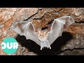 Exploring The Bats That Live In The Rainforests Of Central America | Our World