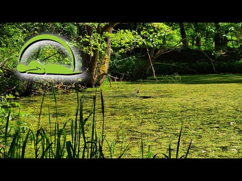 Rechot żab w stawie ➊ odgłosy natury