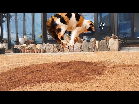 혼자 놀기의 진수를 보여주는 고양이의 신들린 땅 파기 실력