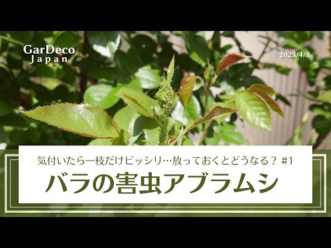  SOS: バラの茂みにアブラムシが侵入しました!ダニを取り除くための環境に優しい4つの家庭療法  庭園