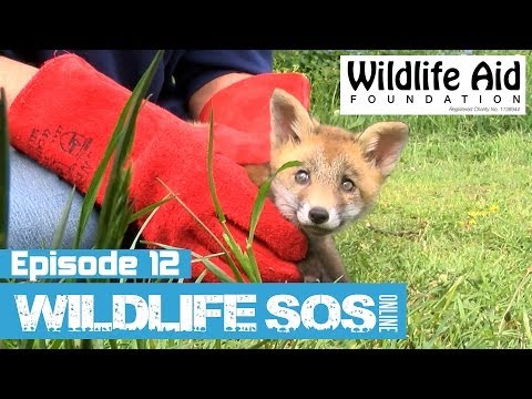 Wildlife SOS Online - Episode 12