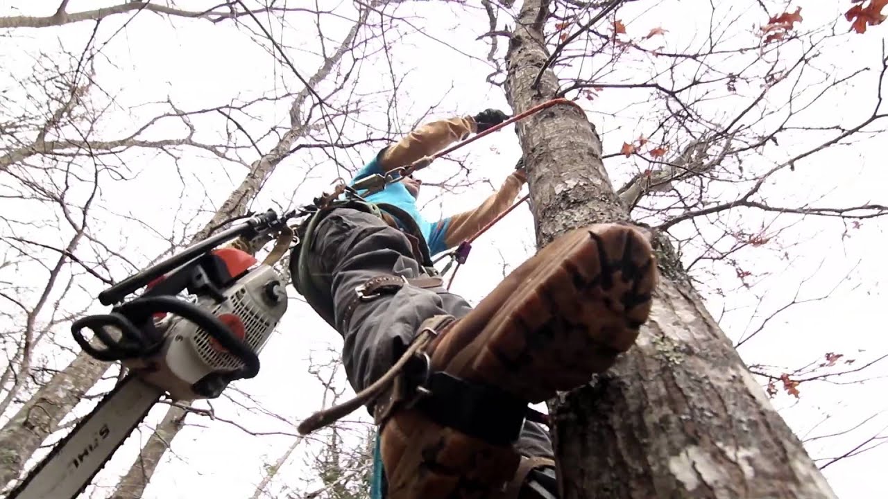 Beach Point Tree Service